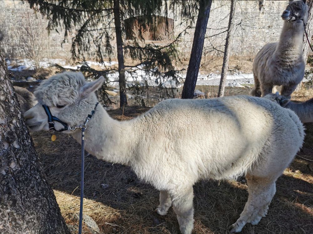 Alpaca eating a tree