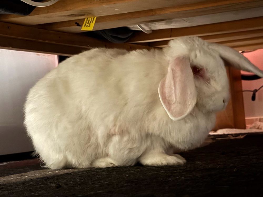 A white rabbit 