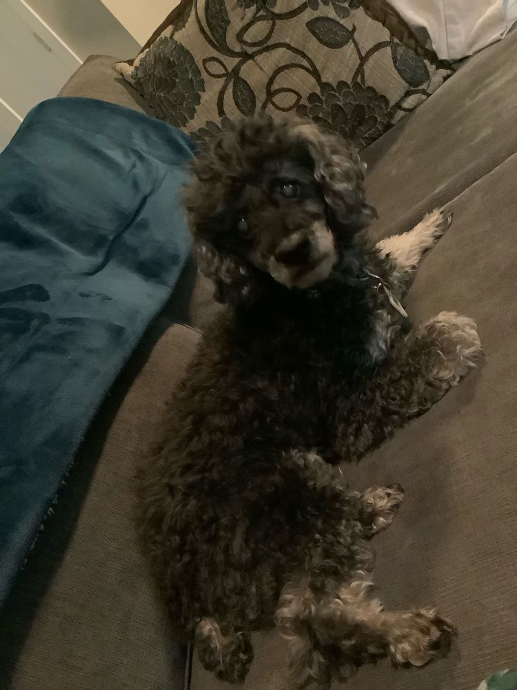 Phantom mini poodle stretched out on sofa