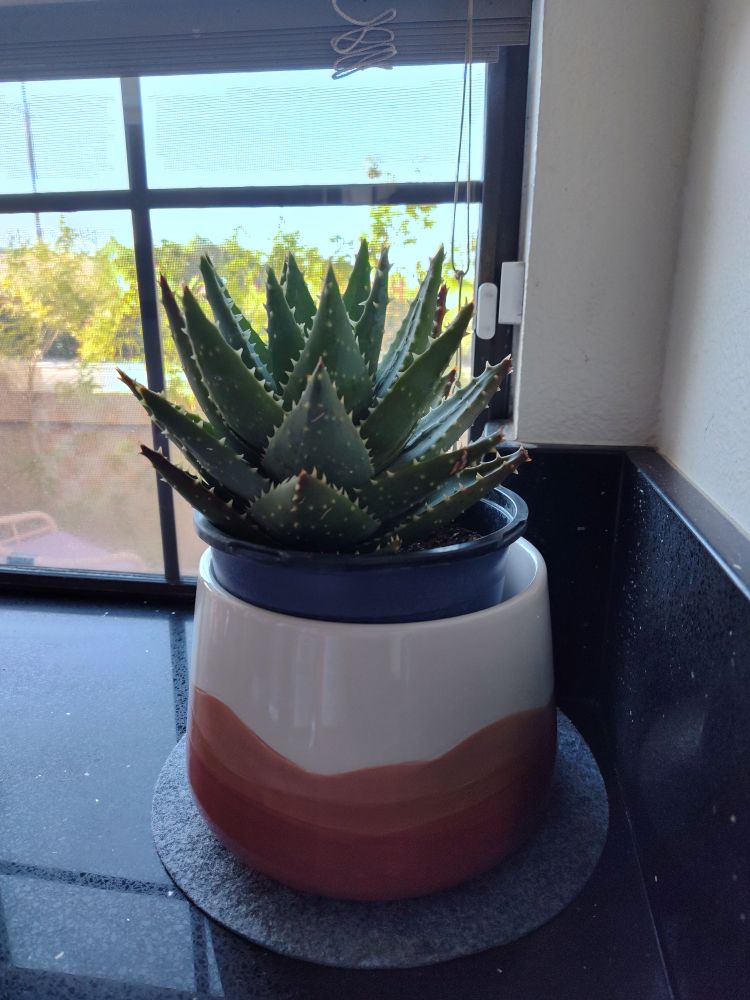 photo of a potted aloe plant on the left side of a kitchen window.