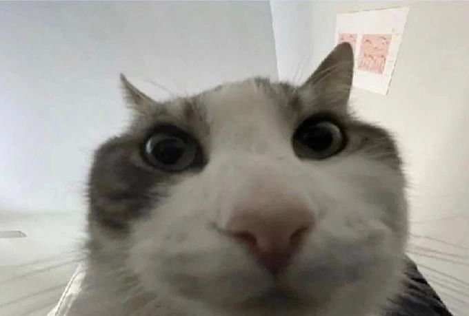 cat looking to the camera, mildly annoyed