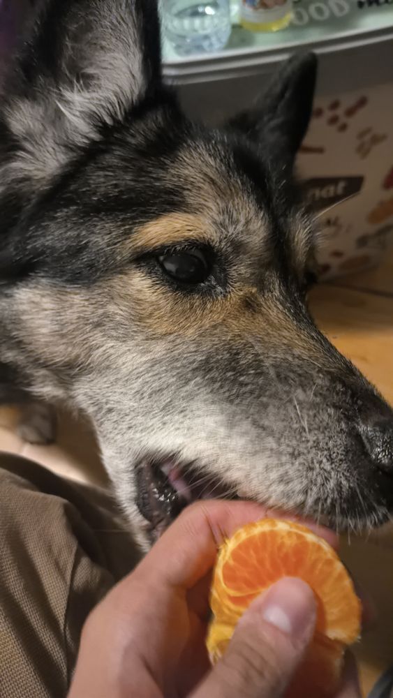 Vieja peluda (perrita) agrede a un inocente mordiéndose el dedo