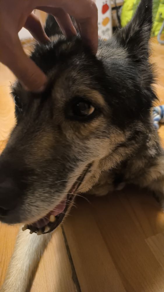 En la imagen aparece Lila, una perrita de 16 años (husky con pastor aleman) y que se niega a hacer pis en los empapadores