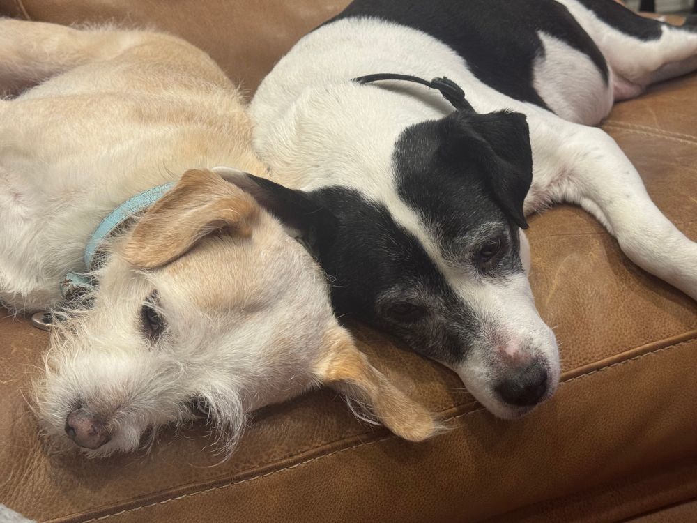 Two lazy dogs on the couch. Not a care in the world. 
