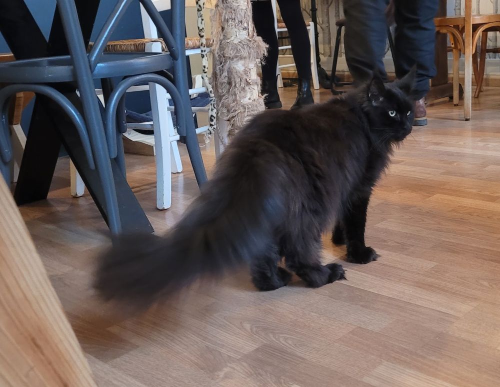 magnificent black main coon