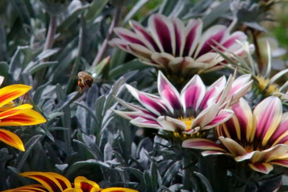 A bee flying between 2 flowers