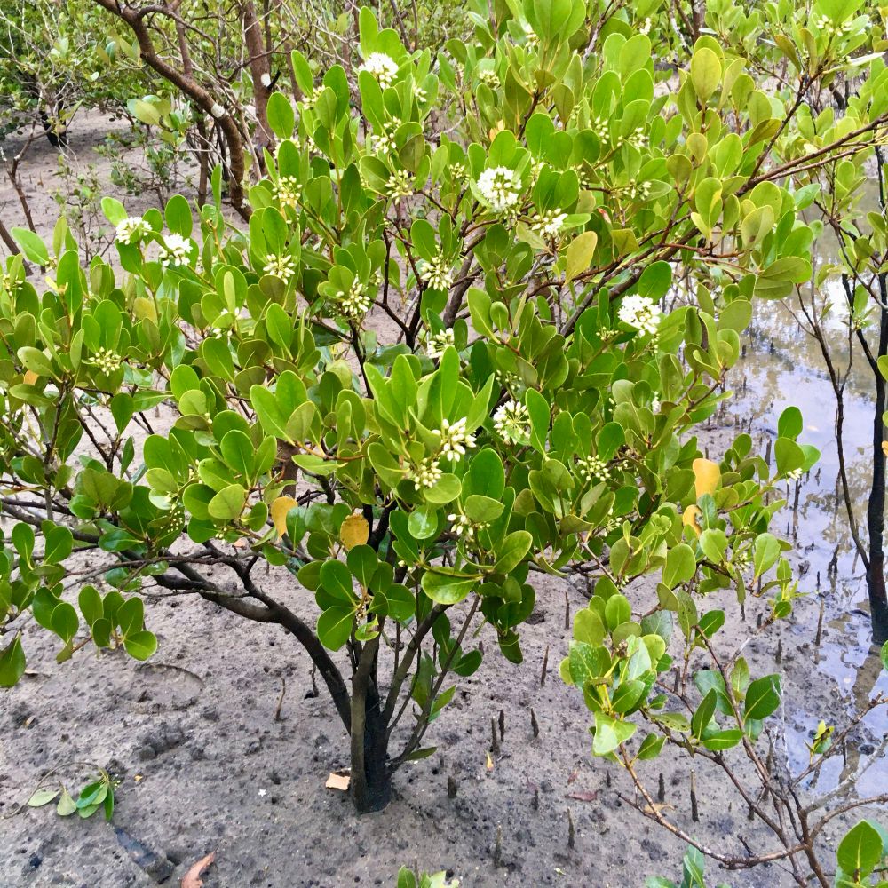 Small mangrove species Aegiceris corniculatum flowering