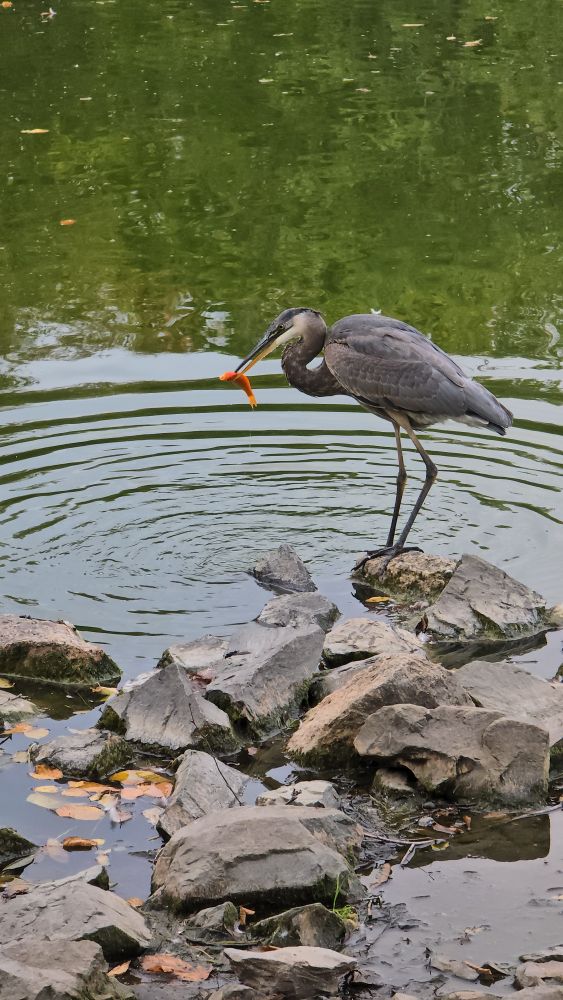 A heron with a goldfish in its beak