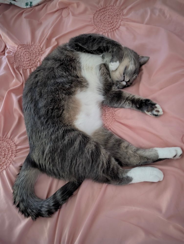 Sleeping cat showing his belly. 