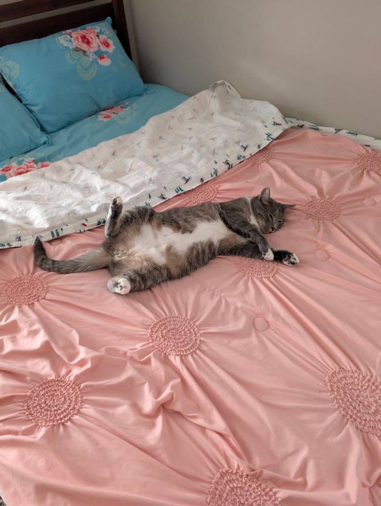 Cat at nap with belly up and legs wide open. 