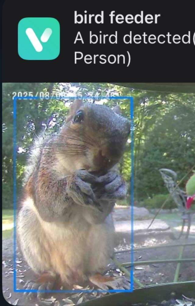 An iPhone notification that says
BIRD FEEDER
A BIRD DETECTED

then an image showing a squirrel excitedly shoveling food into its mouth 