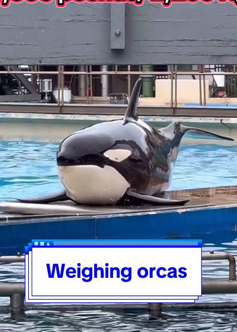 A whale getting weighed 