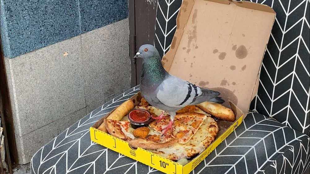A pigeon in a pizza box