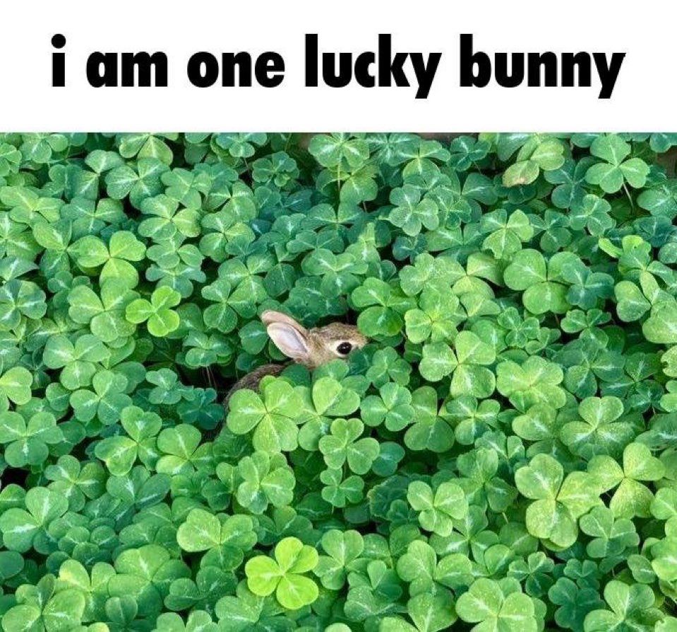Un lapin dans un champ de trèfle. Il ne dépasse presque pas. La caption dit "I am one lucky bunny"