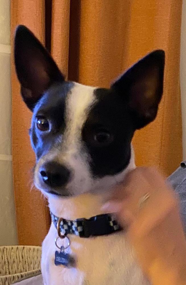 small black and white dog
diverse ancestry, mostly terrier