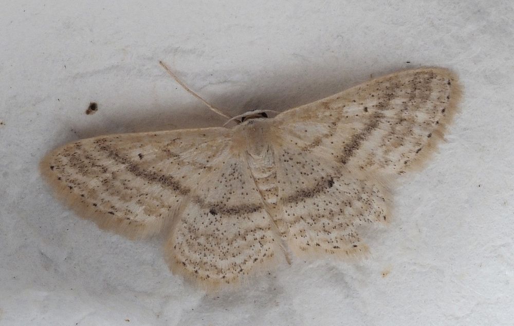 Top view of a moth with cream coloured wings that have darker wavy lines across them and several dark spots