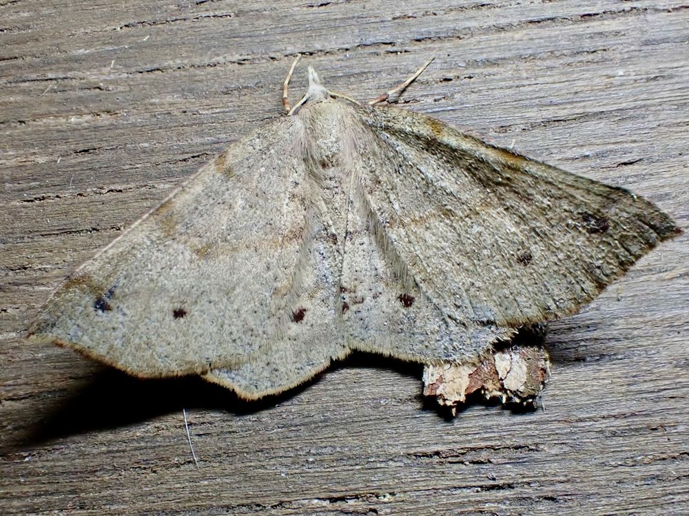 Top view of a moth with brownish/grey wings with three imcomplete darker bands across each wing. The forewings have recurved wingtips and the wings all have wavy margins