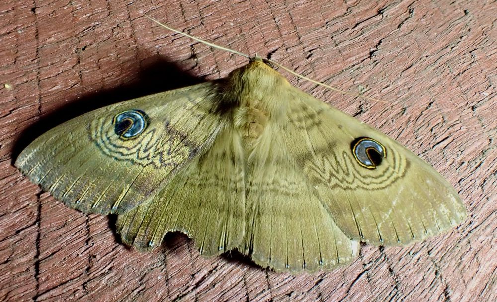 Top view of a large moth with brown wings that have a pattern of darker lines, and a large blue, brown and black eyespot