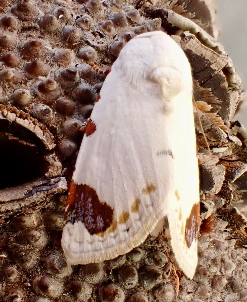 Top view of a moth with satin-white wings that have rusty brown markings on the edge of each forewing