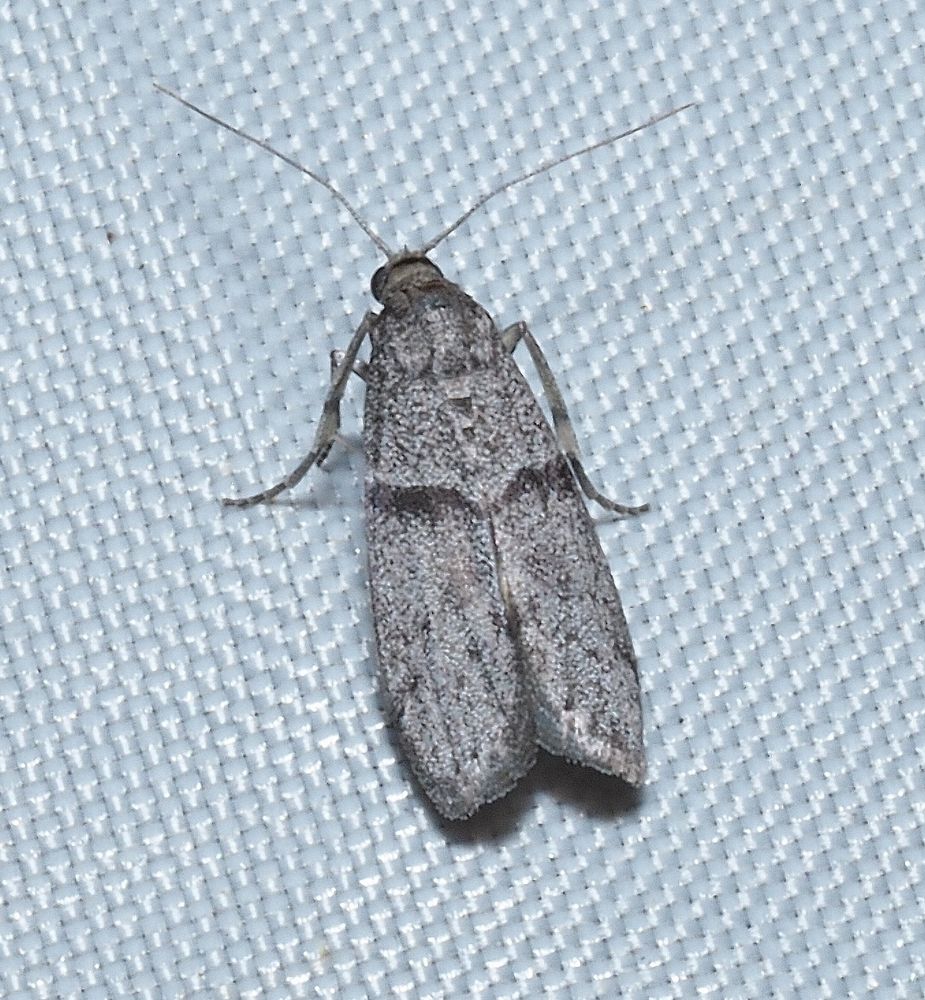 Top view of a relatively small moth that has predominantly grey wings that are generally speckled and which have a distinct black line across them around one third of the way down.