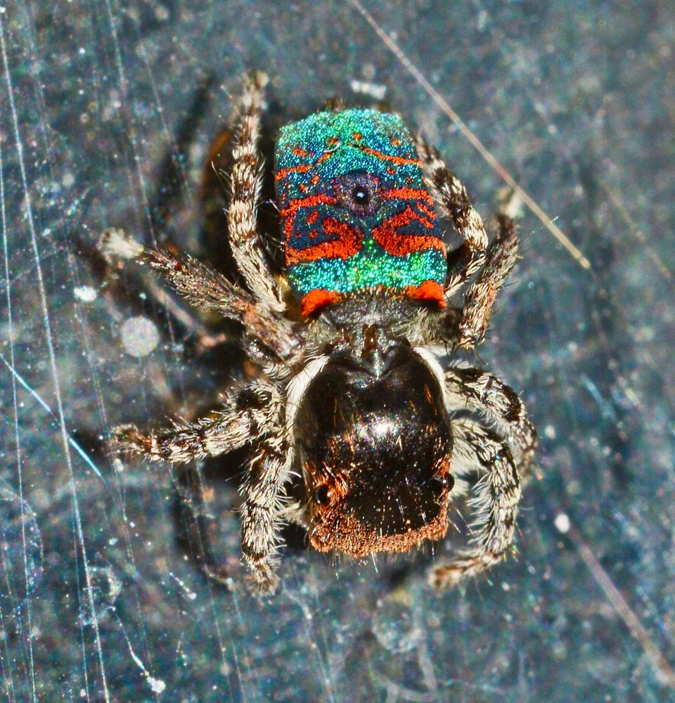 Picture of a small spider with a dazzlingly colourful abdomen in greens and reds