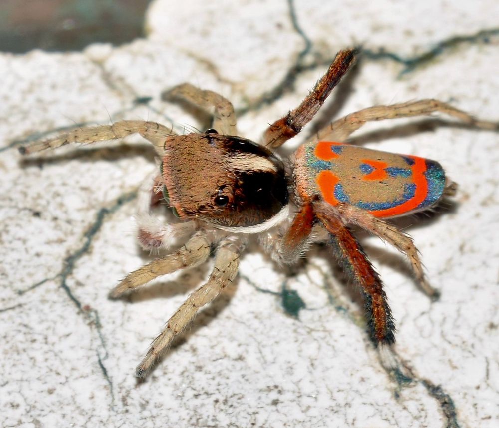 Picture of a small spider with a very colourful abdomen in blues, reds and browns 