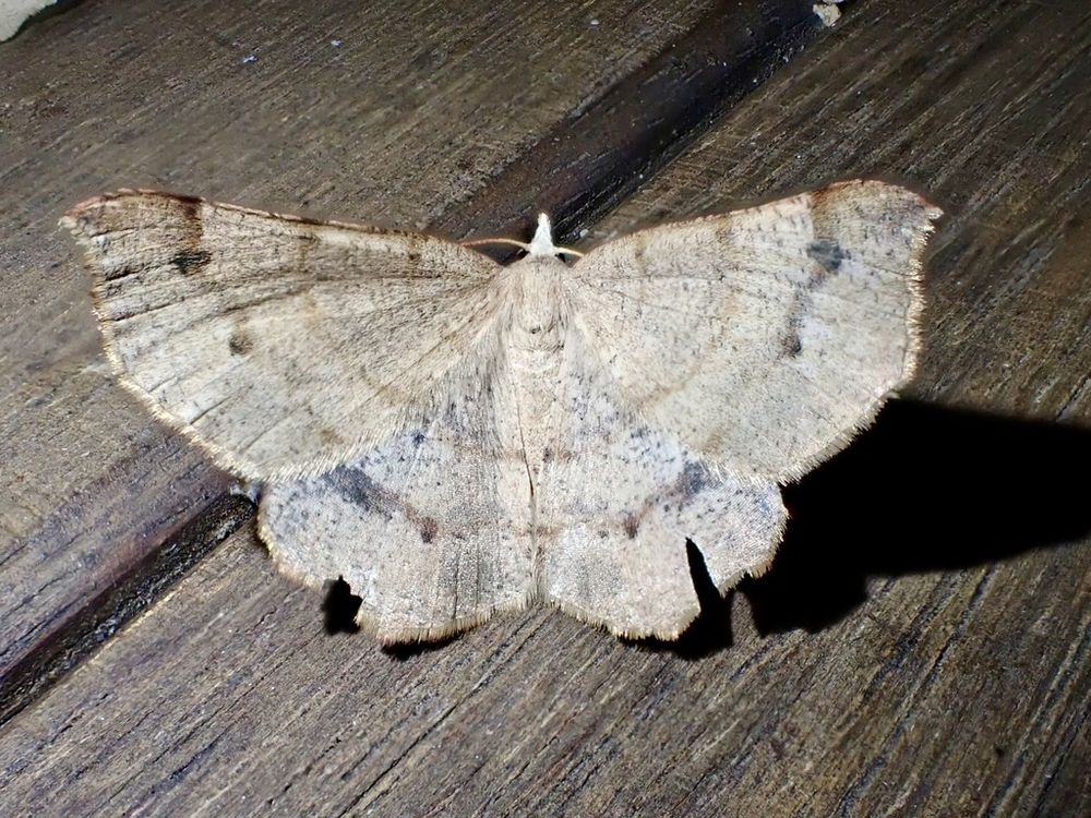 Picture of a moth with its wings partially closed. The wings are a pale brown in colour with three dark bands across the wings