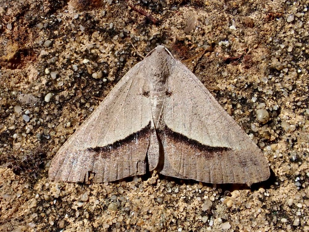 Isturgia penthearia - Delta Geometrid 