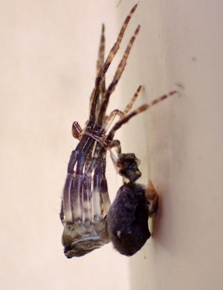 Spider in the process of moulting 