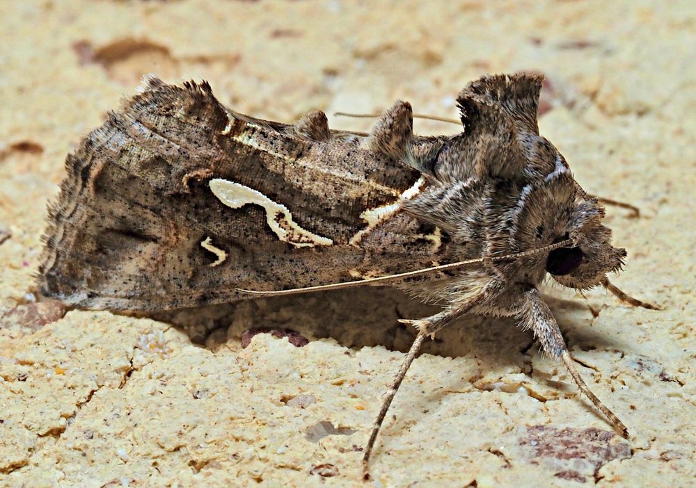 Side view of a moth with generally brown forewings that have two distinct pearly white patches, one shaped like the letter S