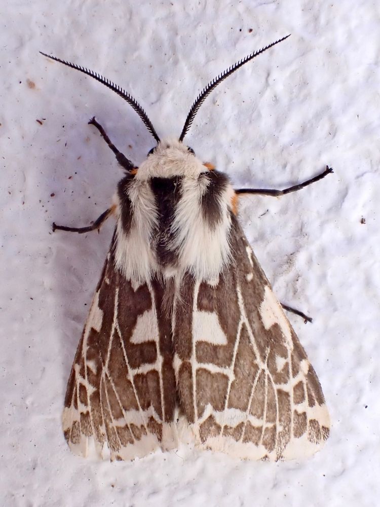 Ardices glatignyi - an attractive moth with white wings with extensive dark brown markings