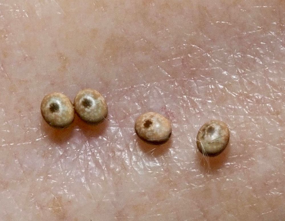 Four moth eggs which have a width of about 1 mm. They are pale brown mottled with white, and have brown tips. They took 11 days to hatch. Of 7 eggs, 6 hatched and 4 caterpillars went on to pupate.