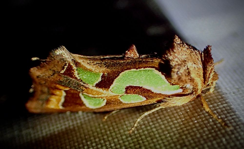 Side view of a moth with brown wings that striking green patches