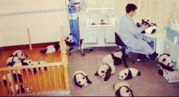 A Panda laboratory