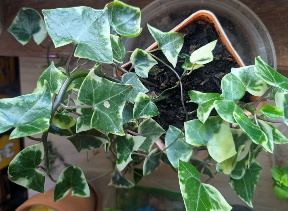 Picture of wax ivy plant. 