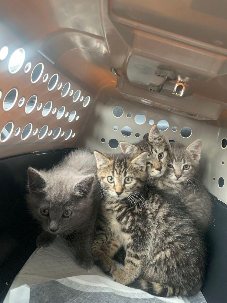 Four very cute kittens, about six weeks old, gathered together at the far end of a cat carrier. One is fluffy and gray, the other three are brown tabbies. 