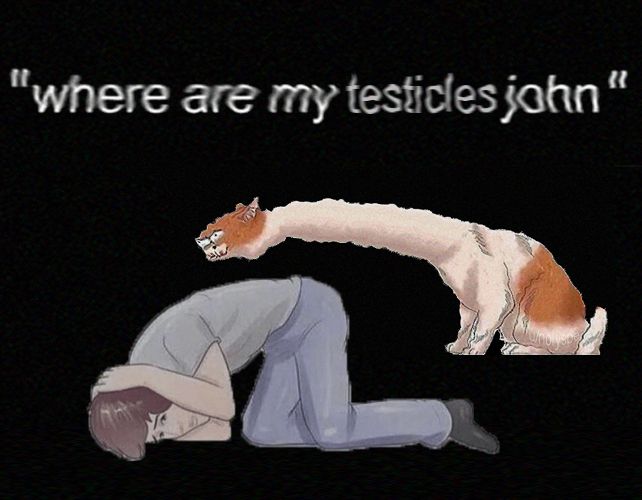 Imagem de um gato distorcido, bravo com seu dono. No topo da imagem está escrito Where are my testicles john, que significa onde está meus testiculos.