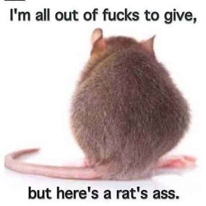 A picture of a rat’s behind, with the caption, ‘I’m all out of fucks to give, but here’s a rat’s ass.’