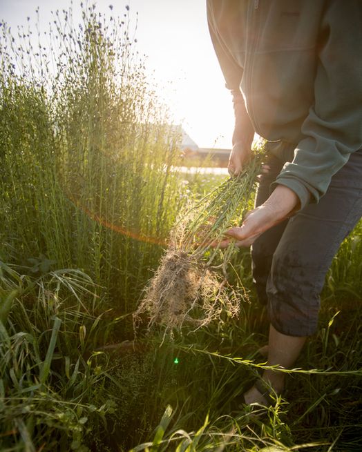 Person holding a beet of freshly harvested flax.