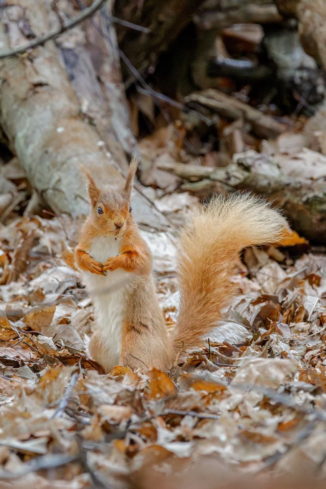 Red squirrel standing up on old autumn leaves 