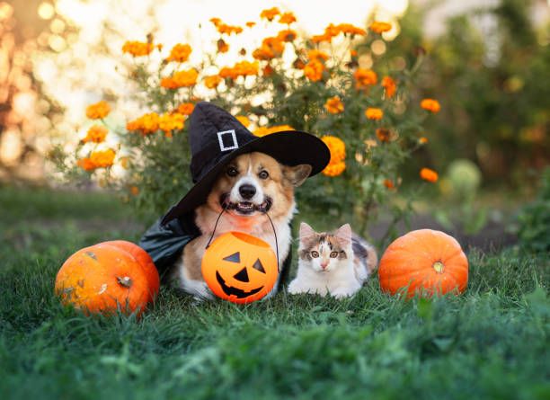 Image avec un chien et un chat d'Halloween. Le chien a un chapeau de sorcière, et dans la bouche un sac à bonbons d'Halloween. Il y a aussi des citrouilles.