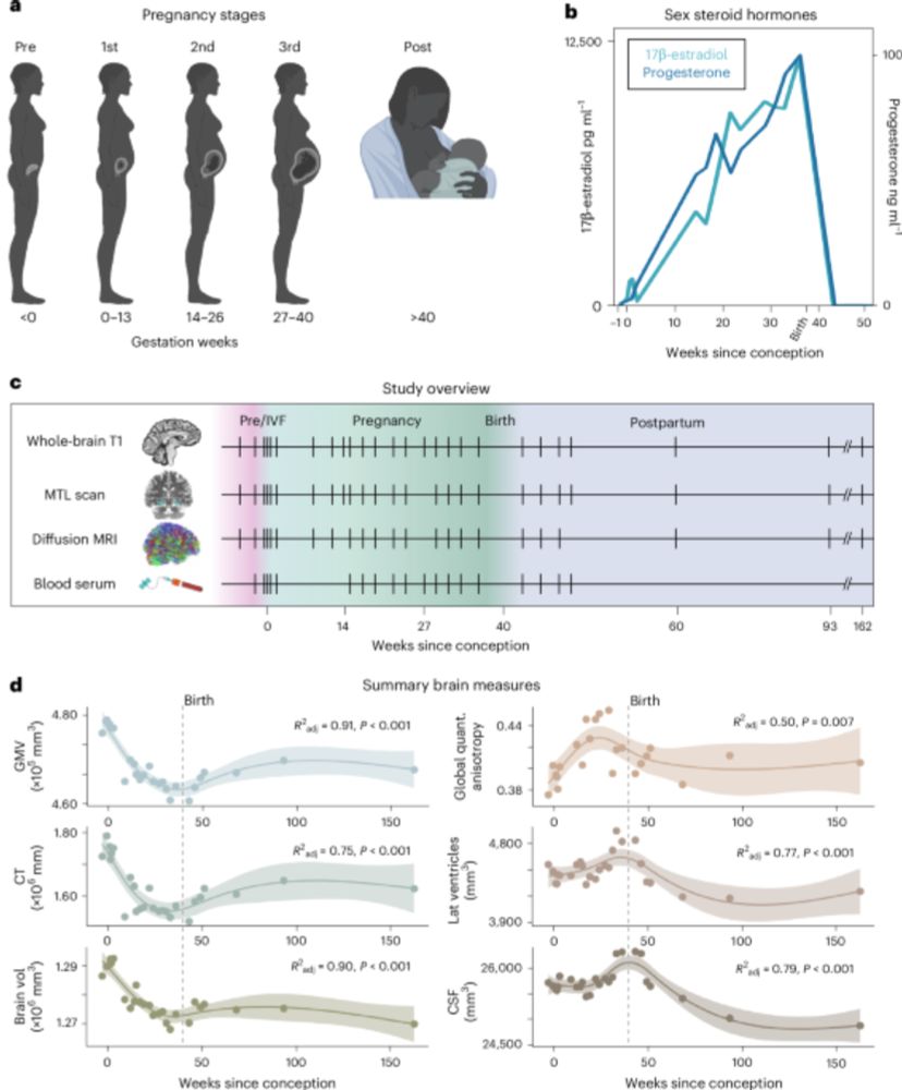 Neuroanatomical changes observed over the course of a human pregnancy - Nature Neuroscience