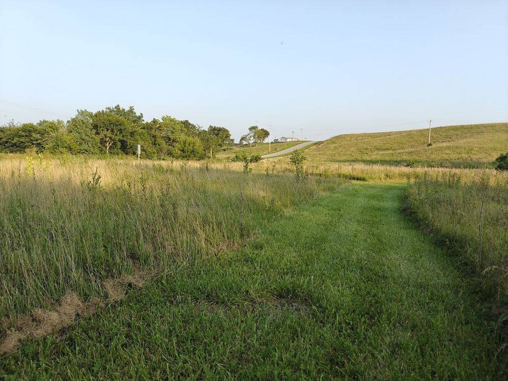 A simple mowed grass path through a field of tall grasses and flowers bending to the right and left