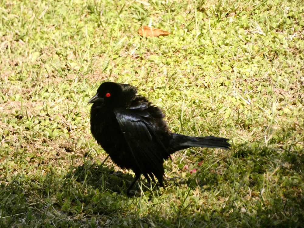 male bronzed cowbird in the middle of mating display. all black bird, black bill, red eye.