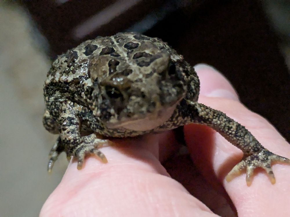 A photo of a pebbly gray frog climbing toward the viewer