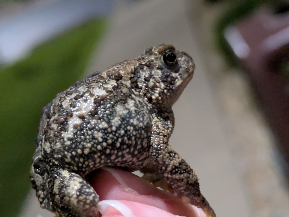 A photo of a pebbly gray frog 