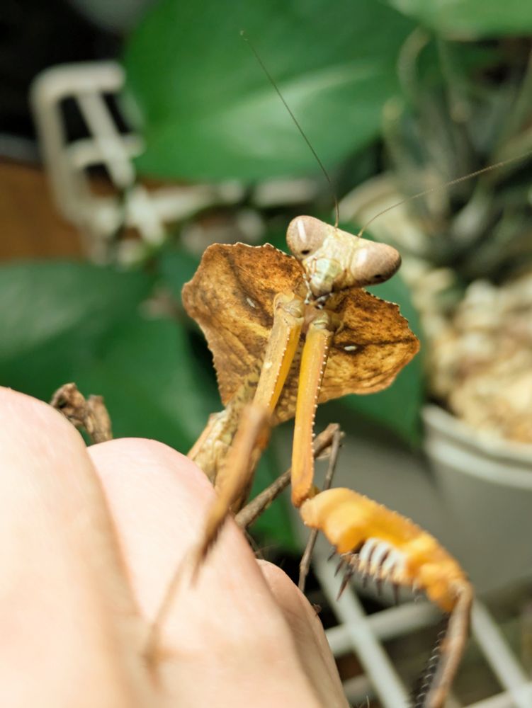 Princess the praying mantis