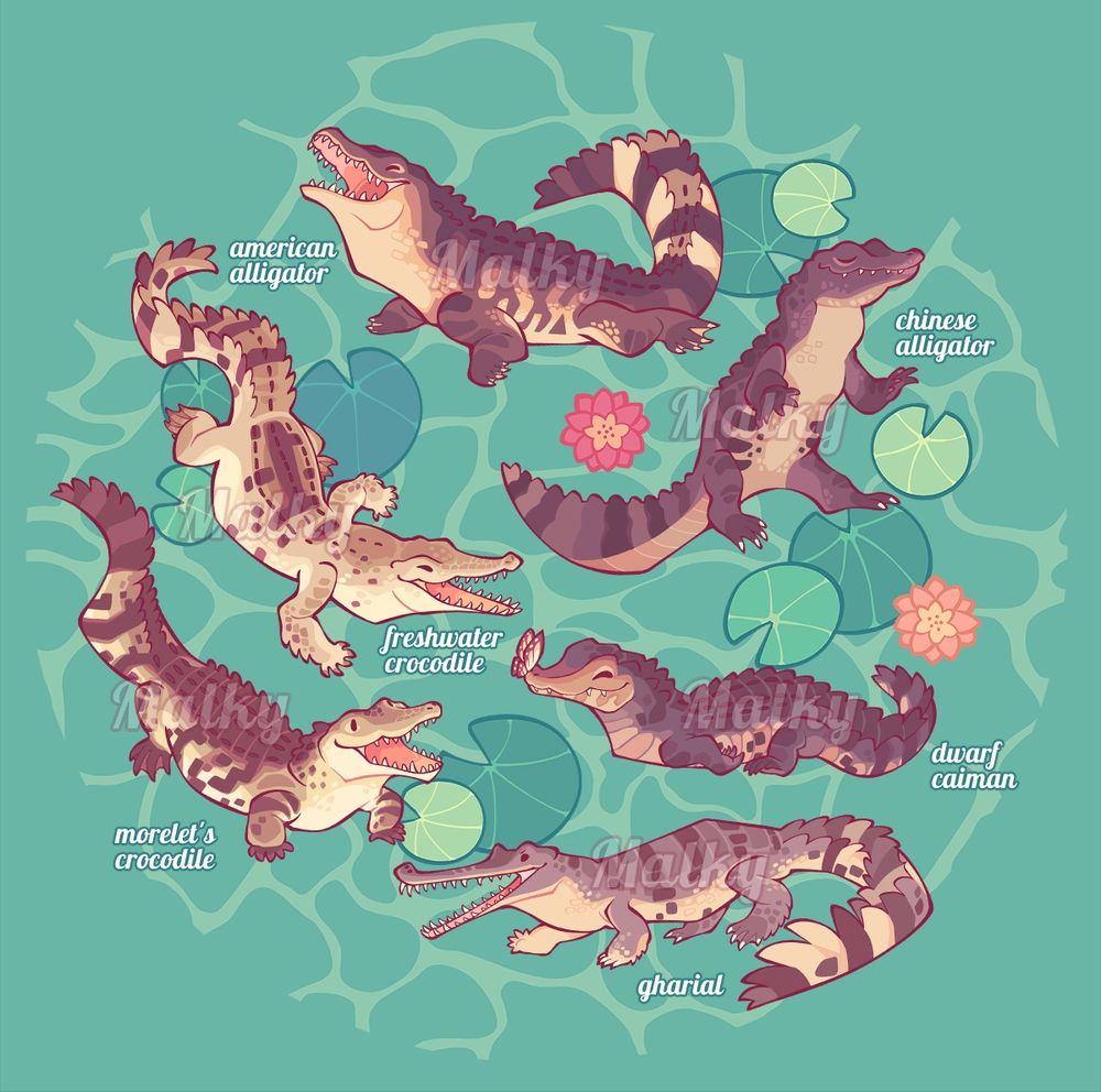 Illustration of six species of crocodilians (from top to bottom, left to right: american alligator, freshwater crocodile, chinese alligator, morelet's crocodile, dwarf caiman and gharial) in a cutesy simplified style on a flat colored teal background with ripples of water and lilypads.