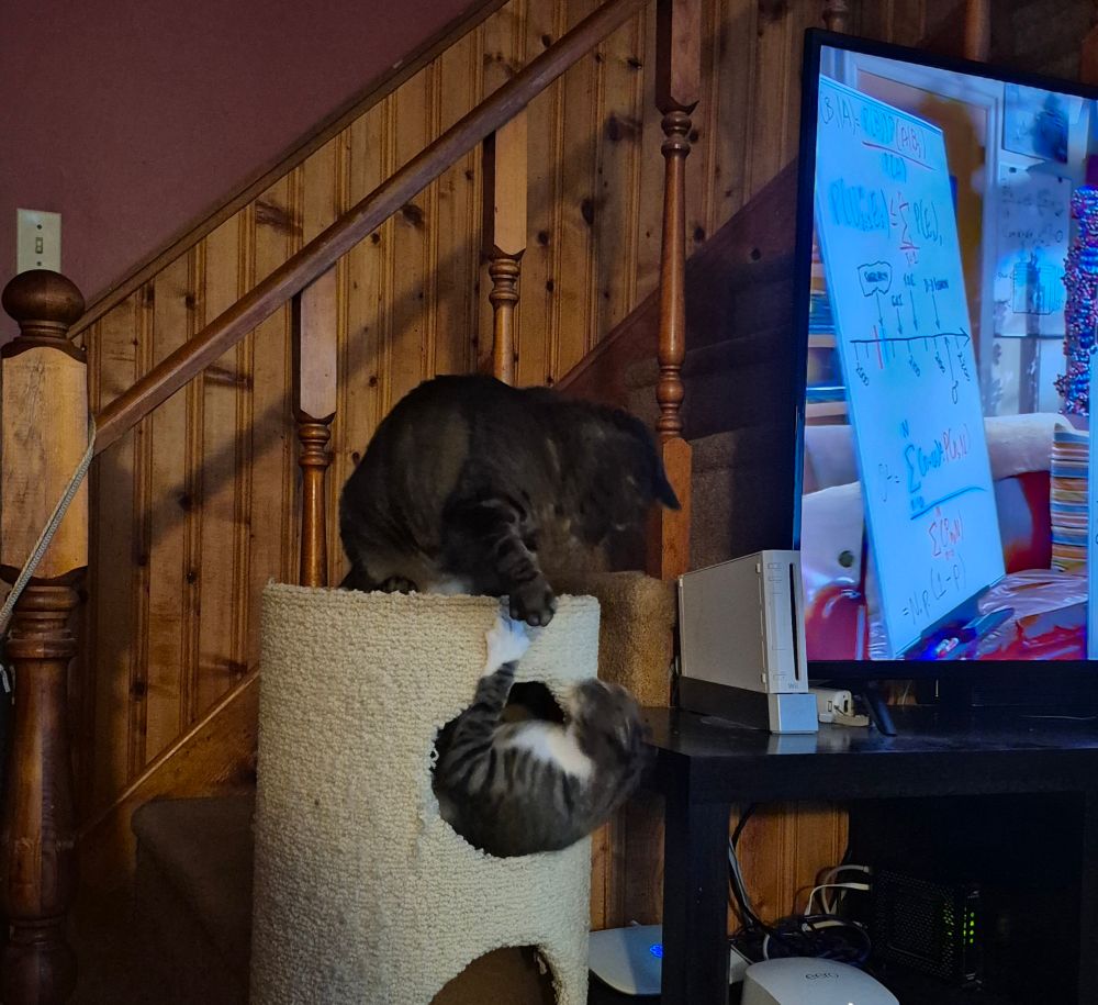 Lily and Tilley on their cat tree playing.