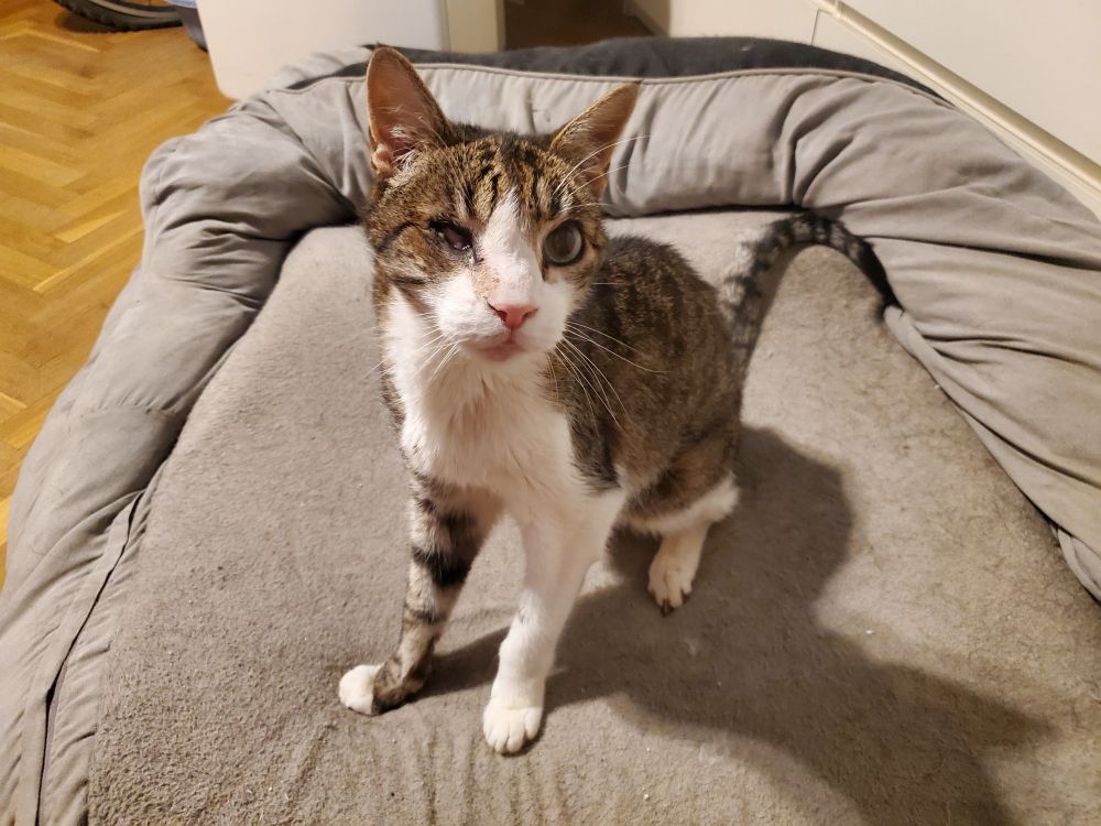 Zapatilla de abuelete